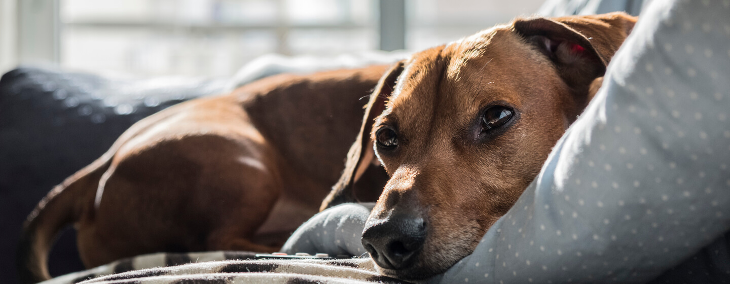 Dog birthing outlet bed